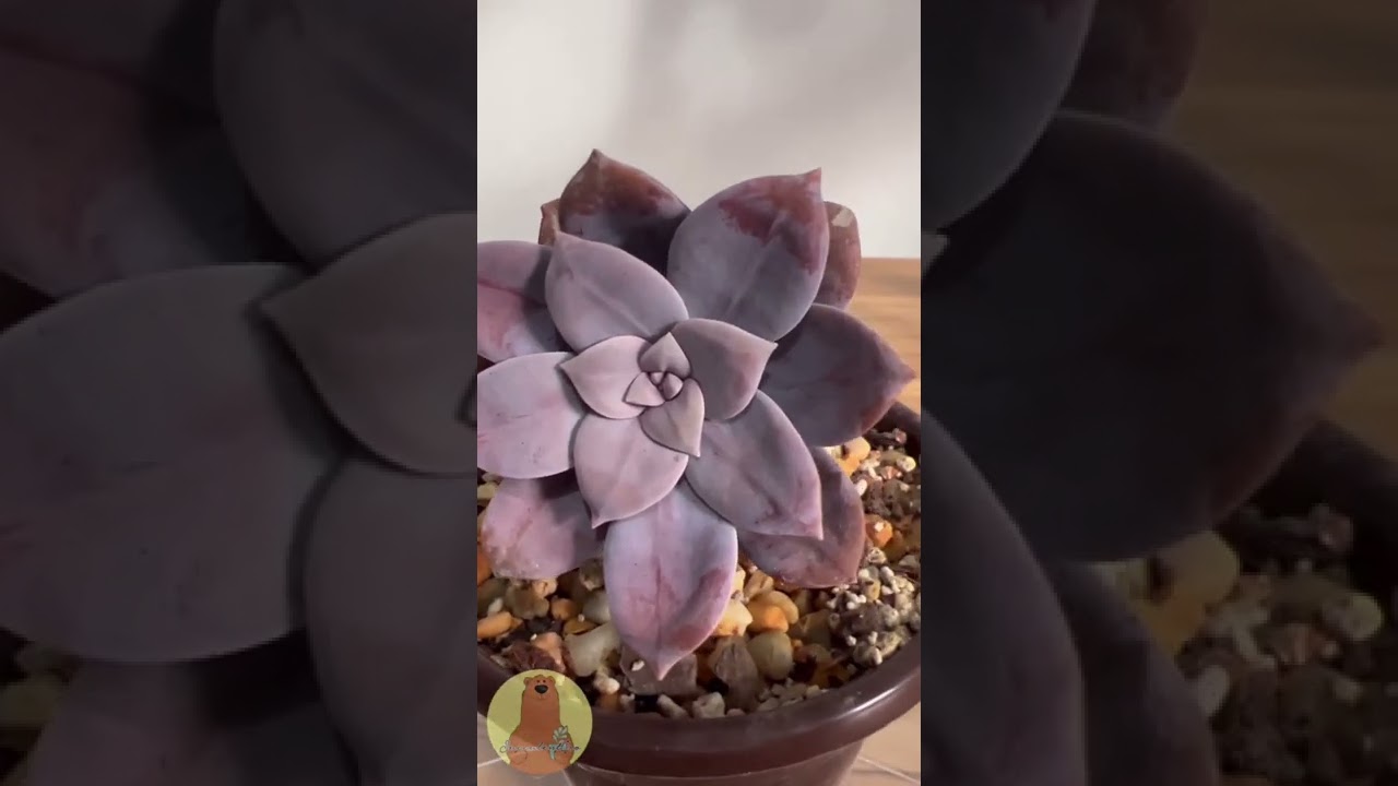 Graptopetalum Superbum #Shorts #Short #Suculentas #Suculenta