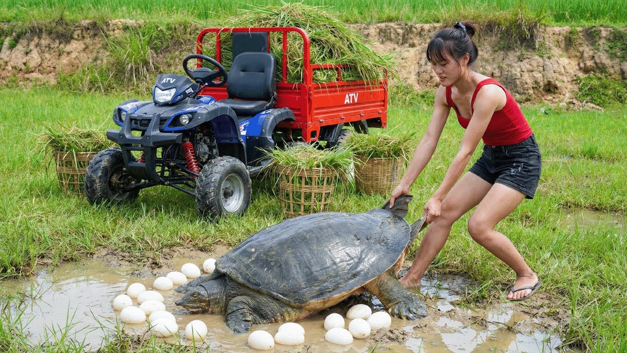 A Young Girl Caught Giant Turtle While Harvesting Grass & Transported It Using a Four Wheel Vehicle