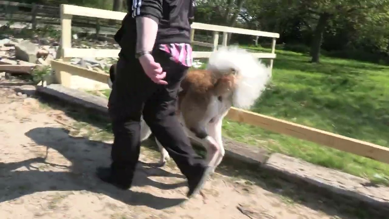 St Bernard Overly Friendly LARGE Dog!