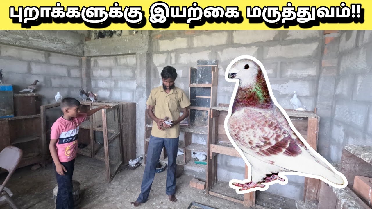பந்தய புறாக்களுக்கு இயற்கை மருத்துவம் !!