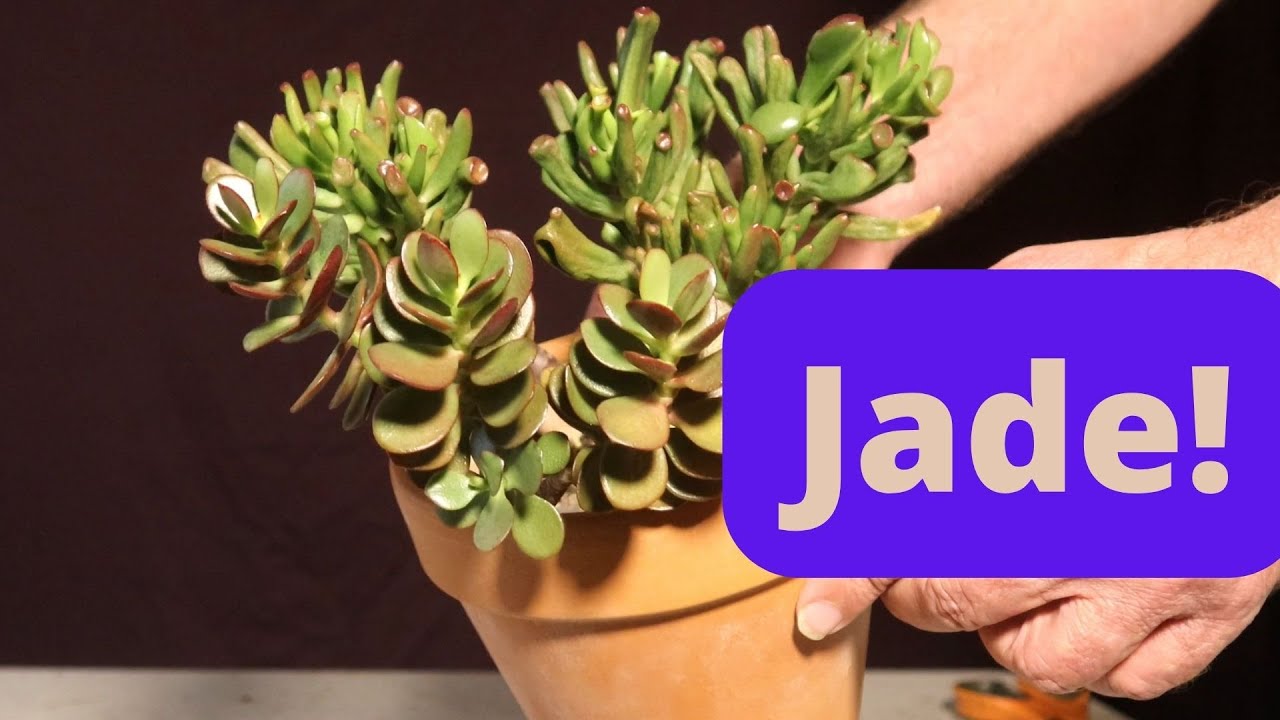 Jade 4 different types. Ripple jade. Gollum jade. Hobbit and crassula ovata. Also some blooming aloe