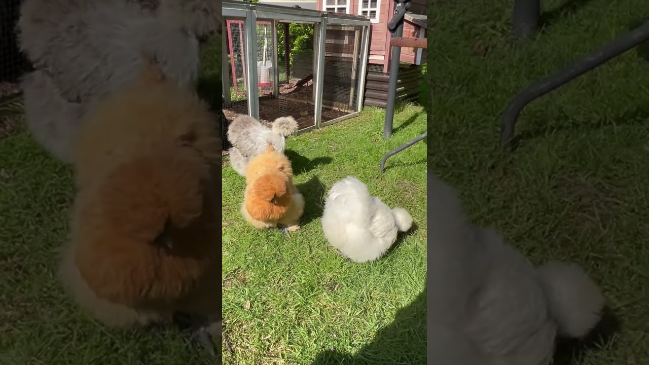 October 1st #silkies #chicken #petchicken #chickenbreeds #silkieschickens #backyardchickens
