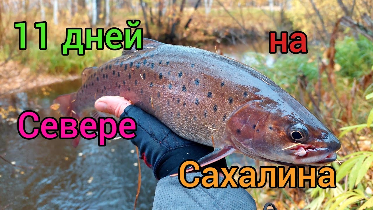 / 11 ДНЕЙ НА СЕВЕРЕ САХАЛИНА / ЛОВЛЯ ЛЕНКА И ХАРИУСА / Сахалинская рыбалка & Sakhalin fishing