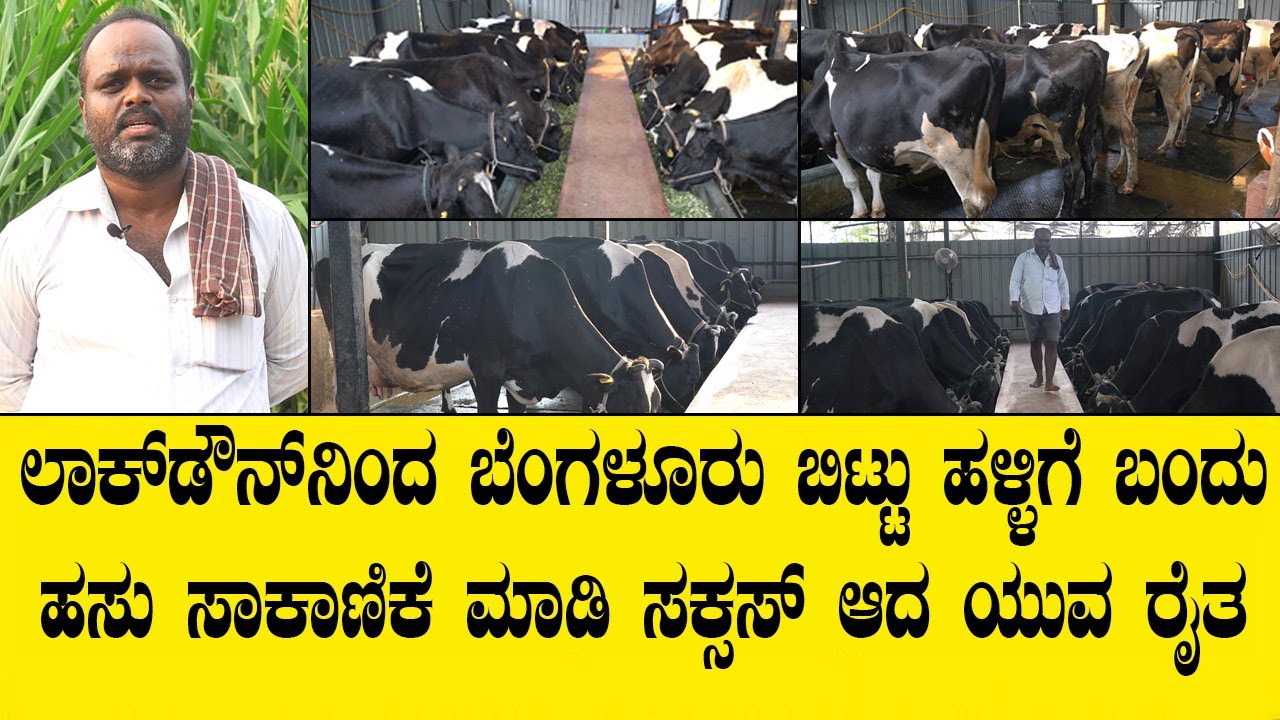 ಹಳ್ಳಿಗೆ ಬಂದು ಹಸು ಸಾಕಾಣಿಕೆ ಮಾಡಿ ಸಕ್ಸಸ್ ಆದ ಯುವರೈತ|SUCCESFULL DAIRY FARM VIDEO