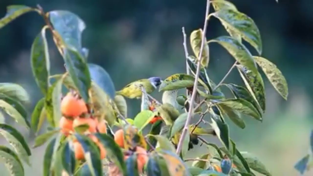 BEST BIRDS SOUNDS  : #birdssounds #birdssinging #bestbirds