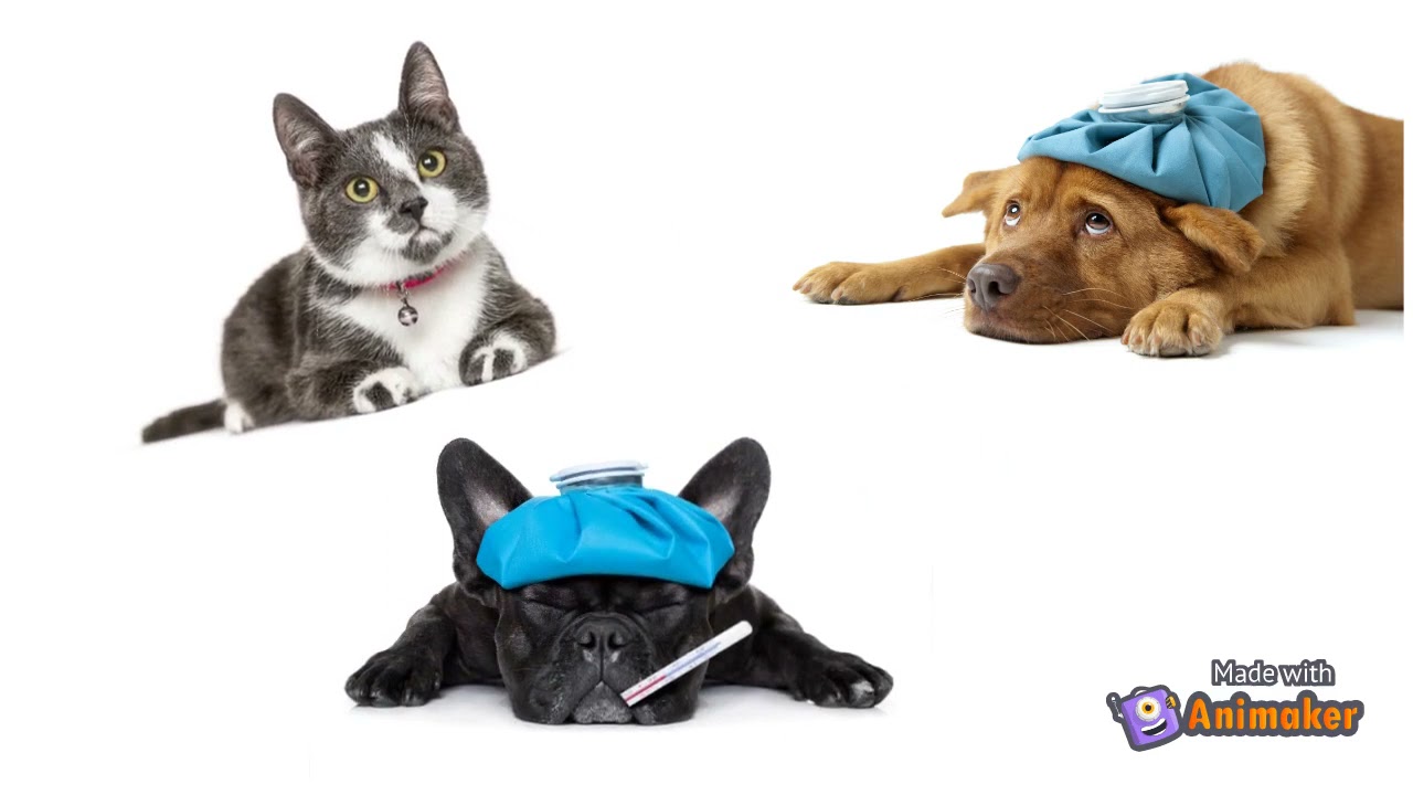 Animal Shelter PSA