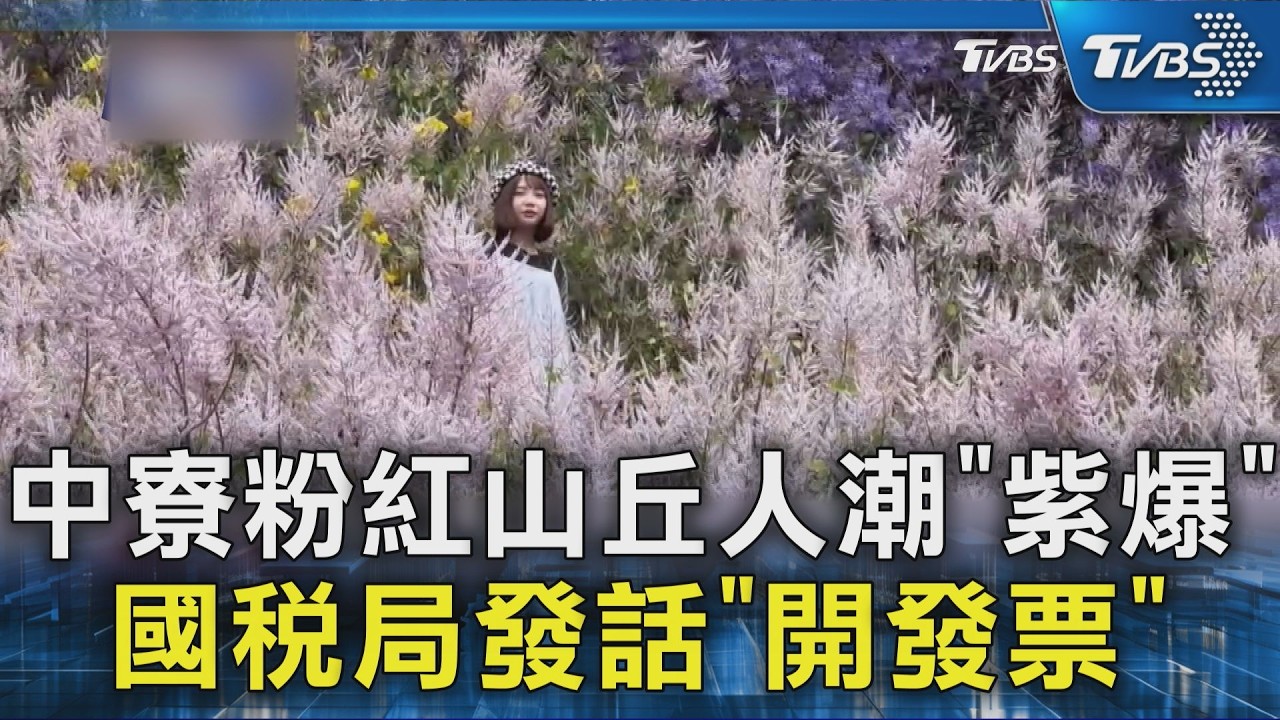 中寮粉紅山丘人潮「紫爆」 國稅局發話「開發票」｜TVBS新聞 @TVBSNEWS02