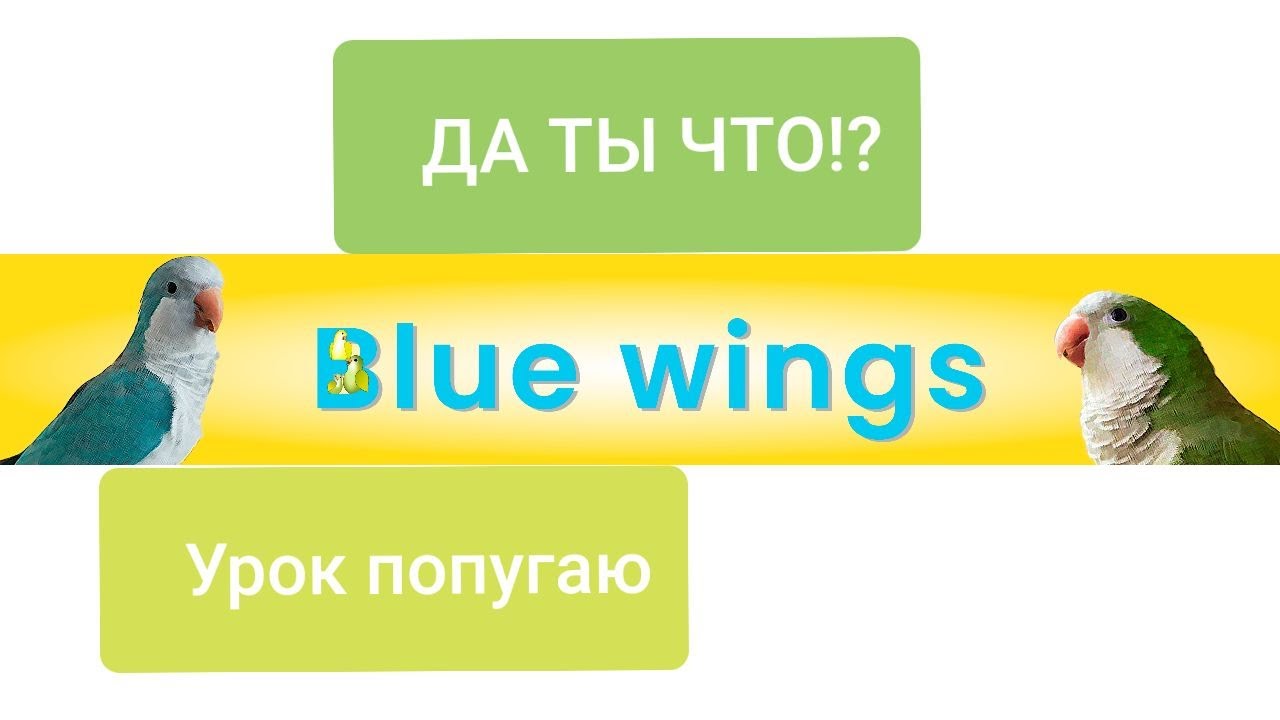 ДА ТЫ ЧТО!? УРОК ДЛЯ ПОПУГАЯ. УЧИМ ПОПУГАЯ ГОВОРИТЬ.