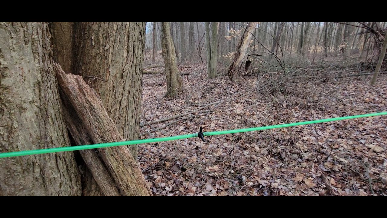 How to Run Maple Syrup Sap Lines
