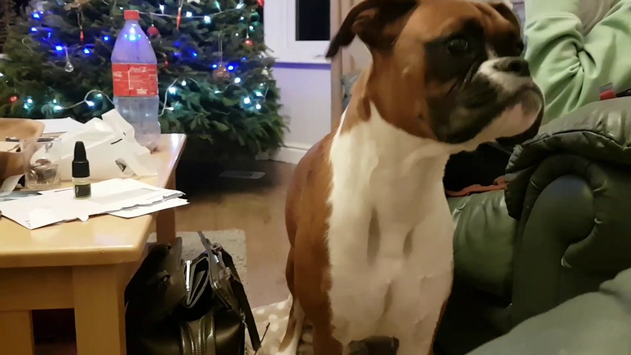 Boxer dog throws a random Tantrum?