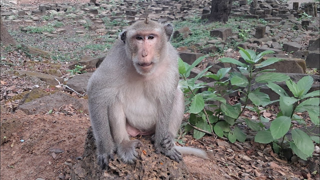 Welcome to my channel...thank you for your watching sub like comment and share all monkey video