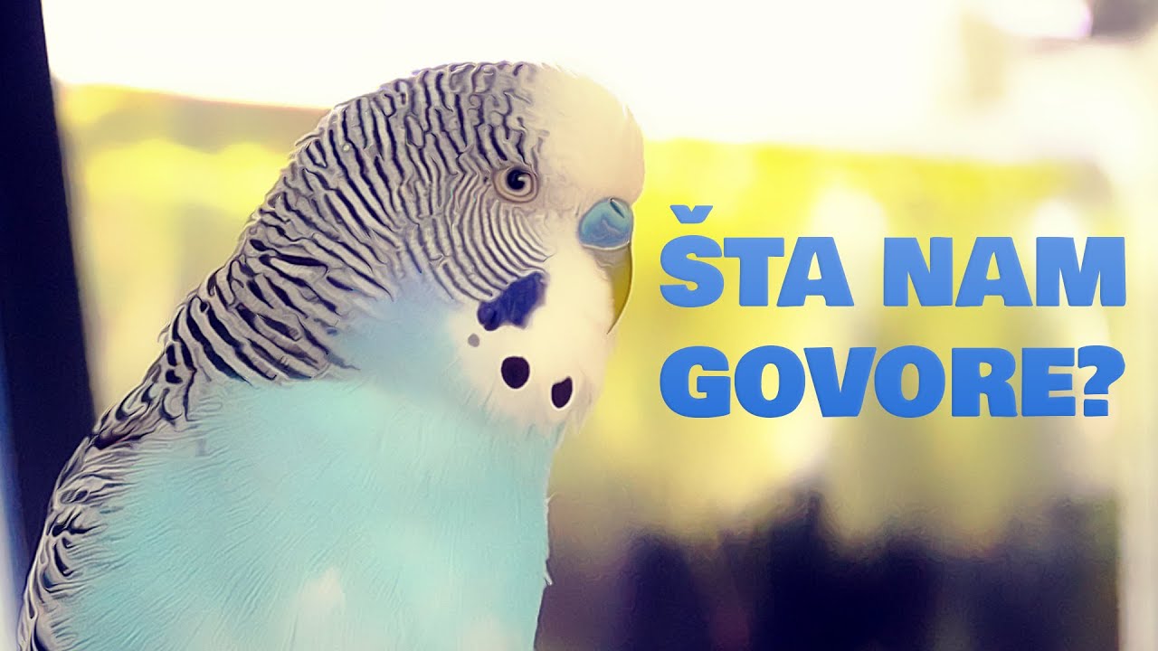 Sta znače zvukovi Tigrica?