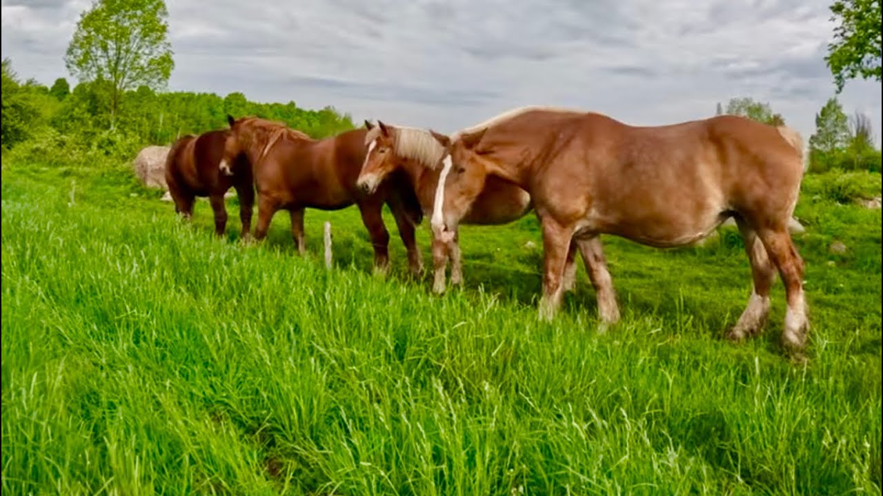 When will Lady have her Foal?!! // Jim is Plowing & Answering Questions! #640