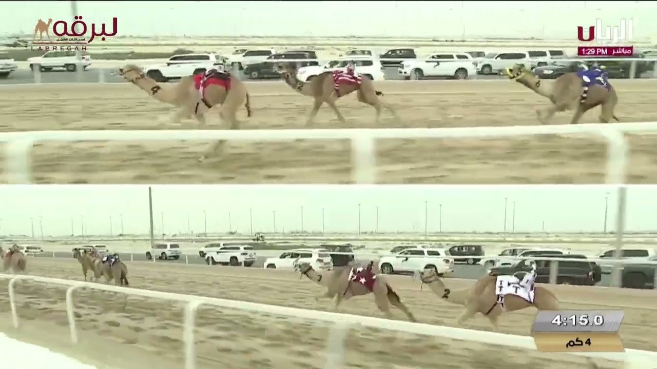 ش4 محلل لـ حمد راشد العوير المريزيق (مهرجان سمو الأمير الوالد 13-02-2025م) حقايق قعدان إنتاج 5:47:59