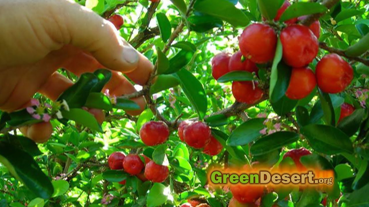 5 fruit trees that will have you eating for the whole year!