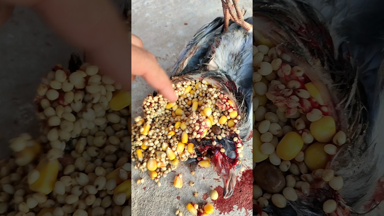 الحمامه معدتها ضربت 😱ازي كده #يوسف_صبحي