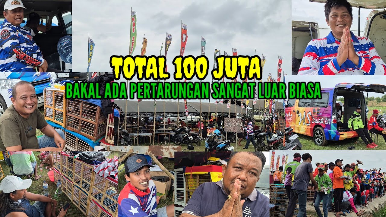 suasana pemanasan merpati balap sprint anniversary Suramadu cup total 100 juta 5 Feb 2026