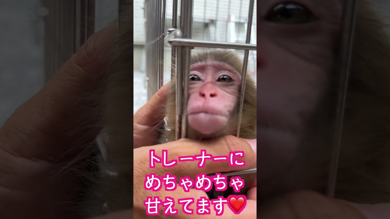 赤ちゃん猿、だいくんの甘え