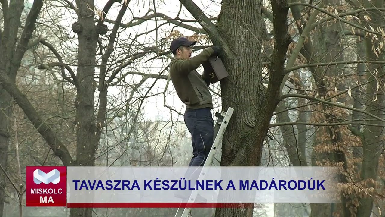 Miskolc Ma 2026. 02. 24.: Csaknem 300 madárodú takarítását kezdte meg a Városgazda