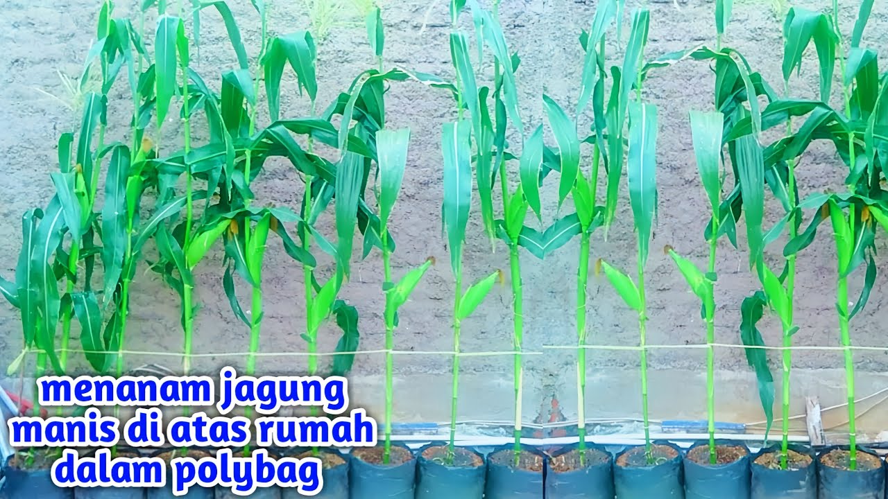 cara menanam jagung | dari awal tanam hingga panen | dalam polybag