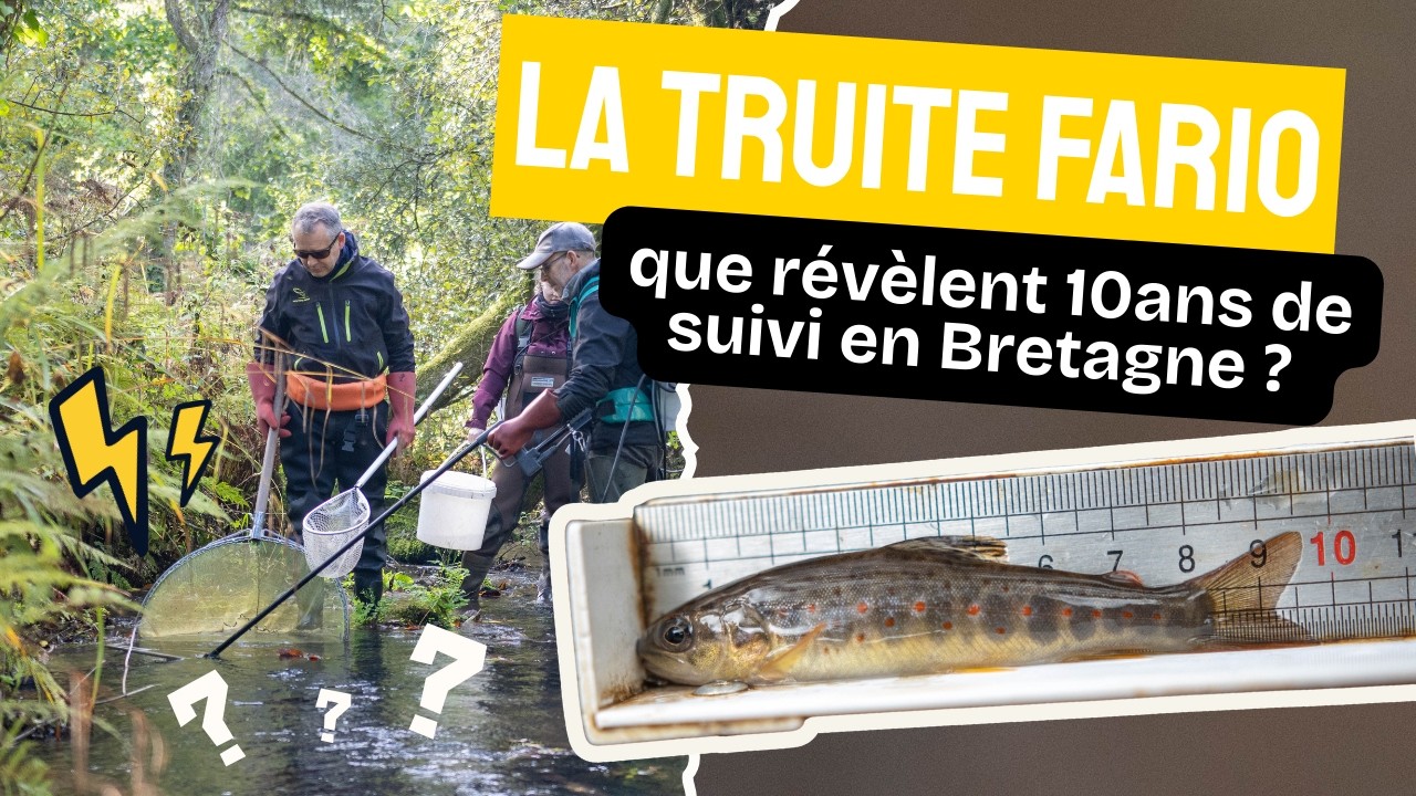 La Truite fario en Bretagne : que révèlent 10 ans de suivi scientifique ?