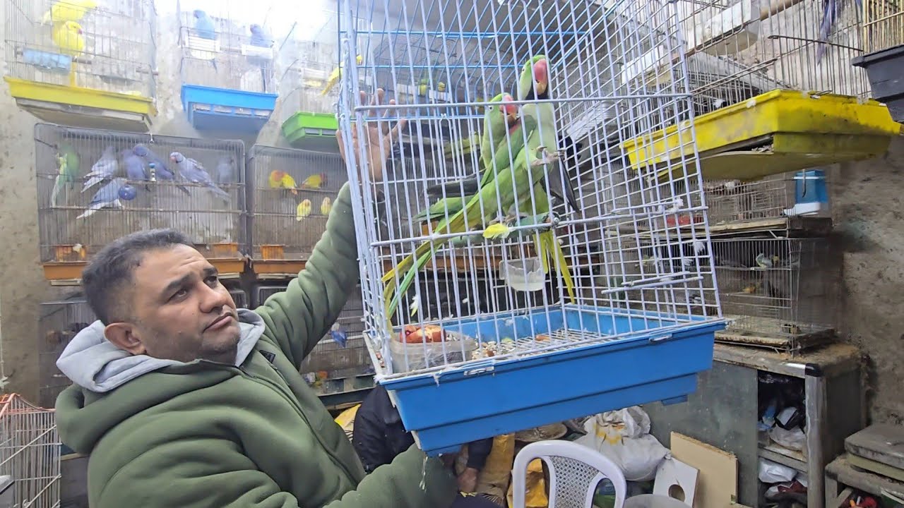 سوق بغداد الحرية الاولى شارع الجنابيز انواع الطيور والحيوانات مع الاسعار 