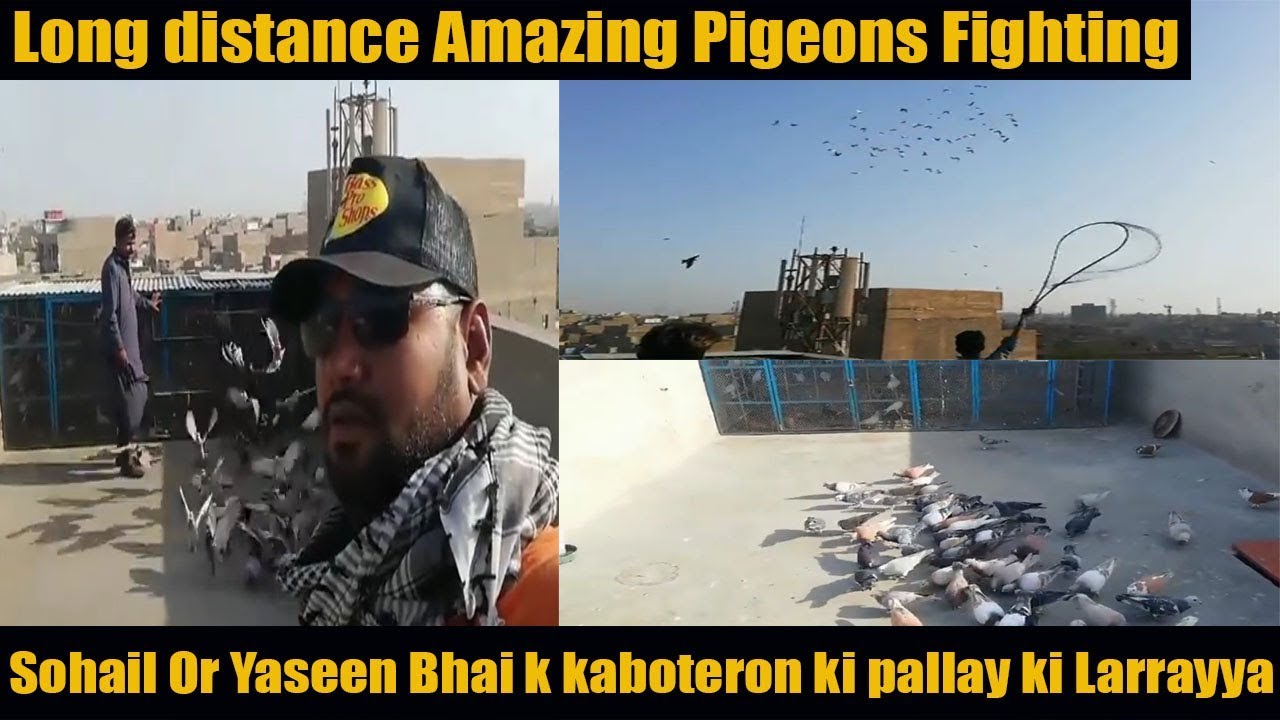 Sohail Or Yaseen Bhai k kaboteron ki pallay ki Laraya(Long distance Amazing Pigeons Fighting)
