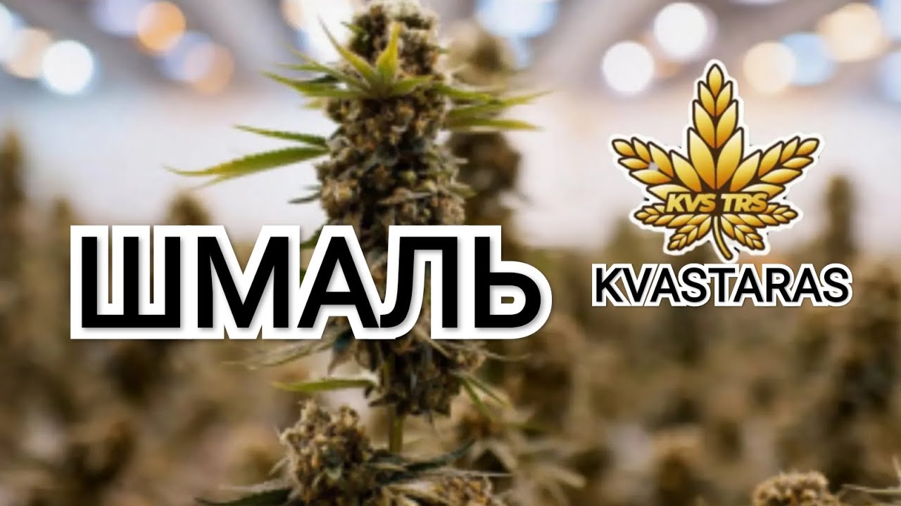 KVASTARAS - ШМАЛЬ (visualiser)