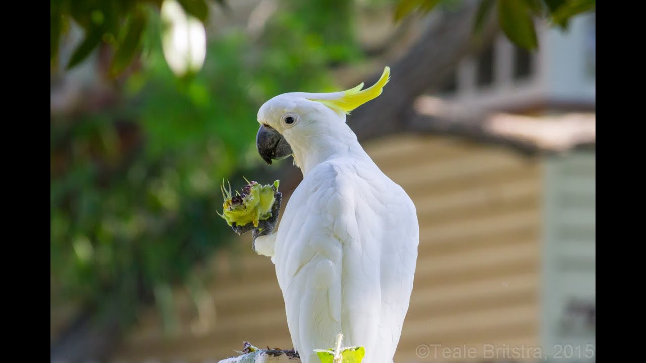 Wild Sulphur Crested Cockatoo Eating Sunflowers