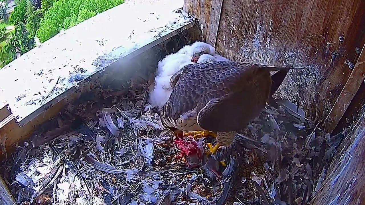 #falcon Cam3#57 Review baby birds in the nest - Dad and mother brings food to feed their chicks