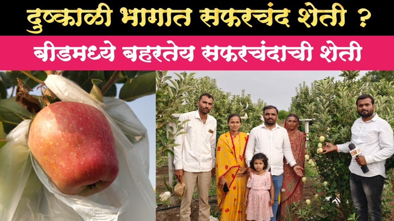 दुष्काळी भागात सफरचंदाची बाग | बीडमध्ये निरक्षर महिलेनी फुलवली सफरचंदाची बाग | Apple Farming