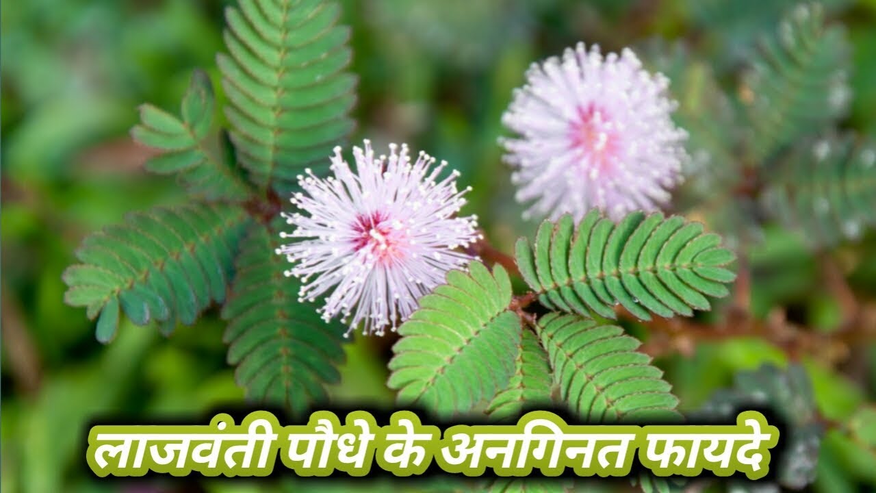 लाजवंती पौधे के हजारों फायदे || Lajwanti ke Fayde || Benefits of Sensitive Plant