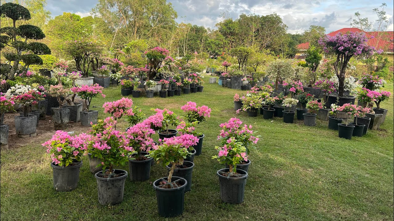 Update sa Chrisjohn Garden