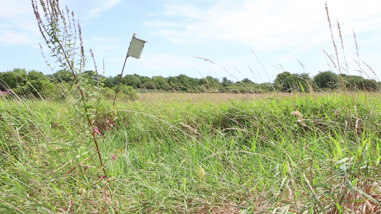 1 minute video - Next to a Vineyard