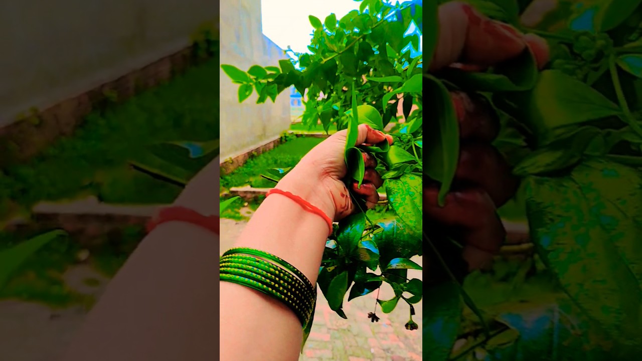 पंडित प्रदीप मिश्रा जी द्वारा बताया गया पारिजात के पत्तों काउपाय #india