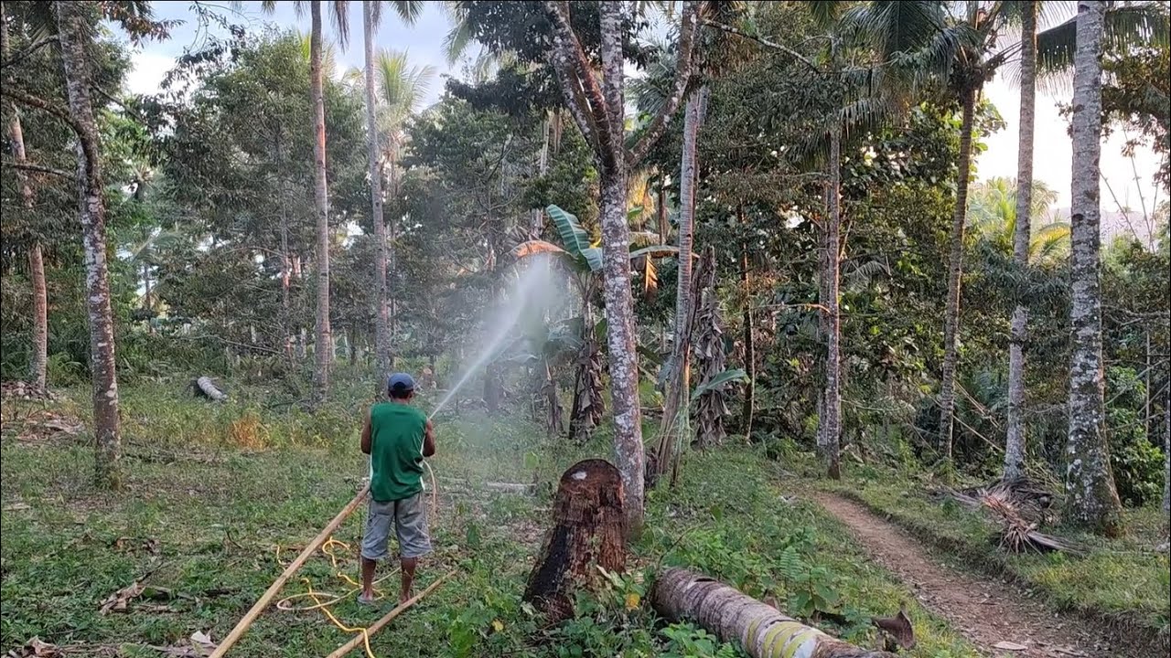 mahirap pero kakayanin sobrang init Ng panahon - Durian Farm Davao City