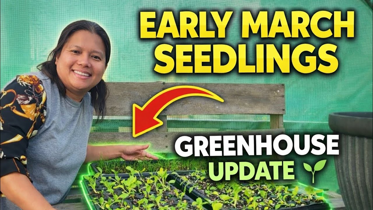 Early March Seedlings and Outdoor Plants | Amazon Grenhouse Update 