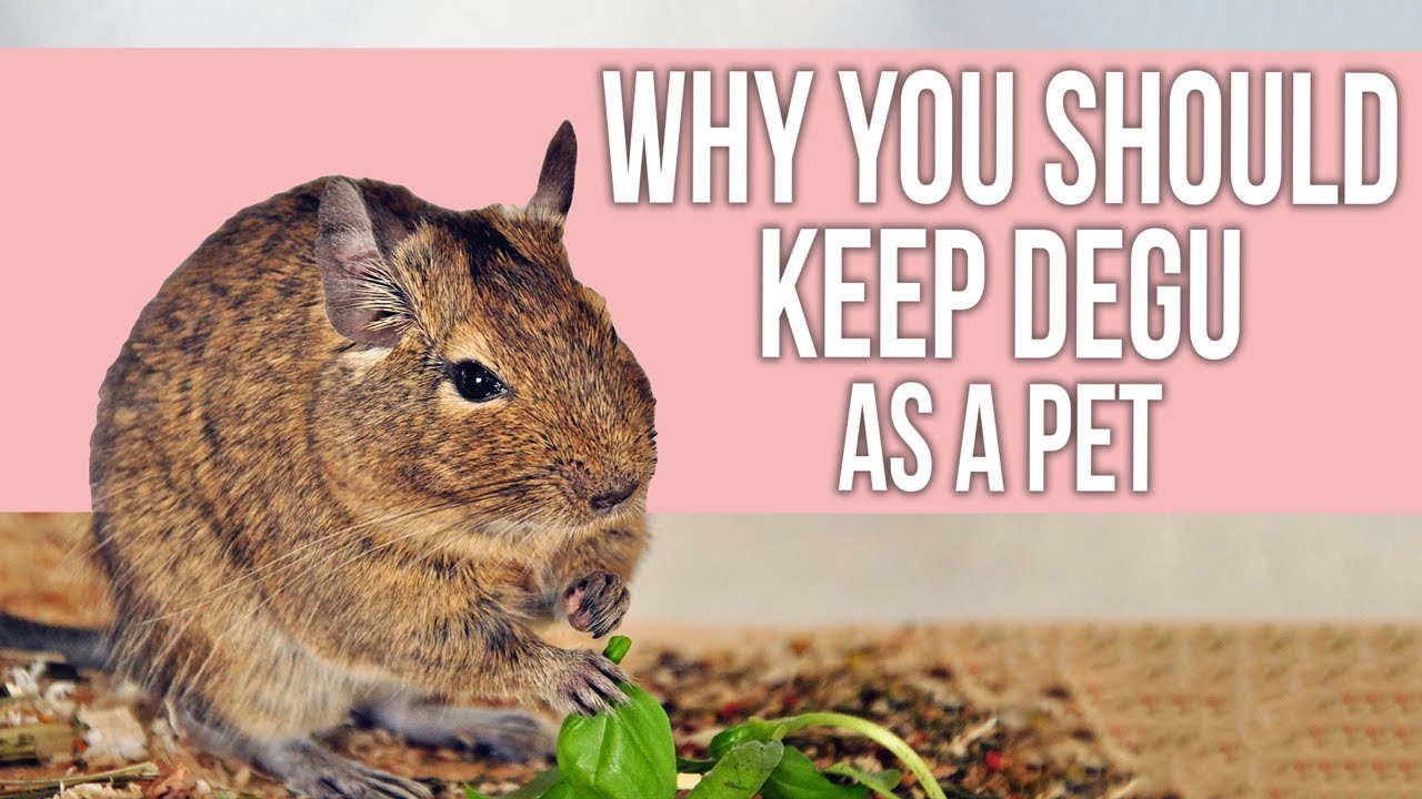 Why You Should Keep Degu as a Pet