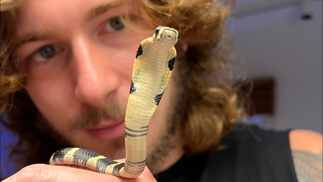 Baby KING COBRAS!! with 