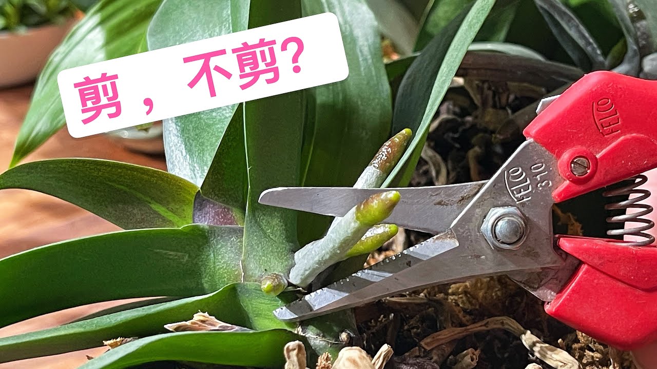 蝴蝶兰这种气根为什么要剪？看完更明白了！（园艺篇297）