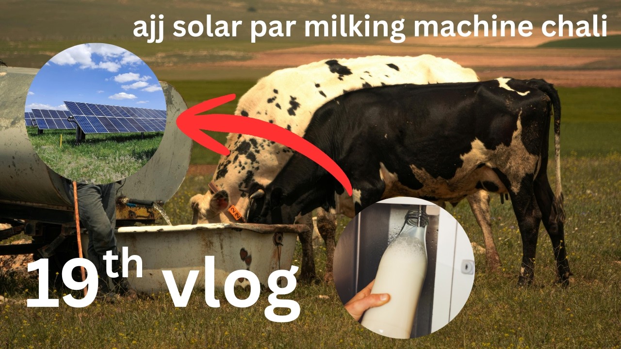 vlog 19 | solar par milking machine chalai | ajj 2 din say light nhi ha farm | daily routine |