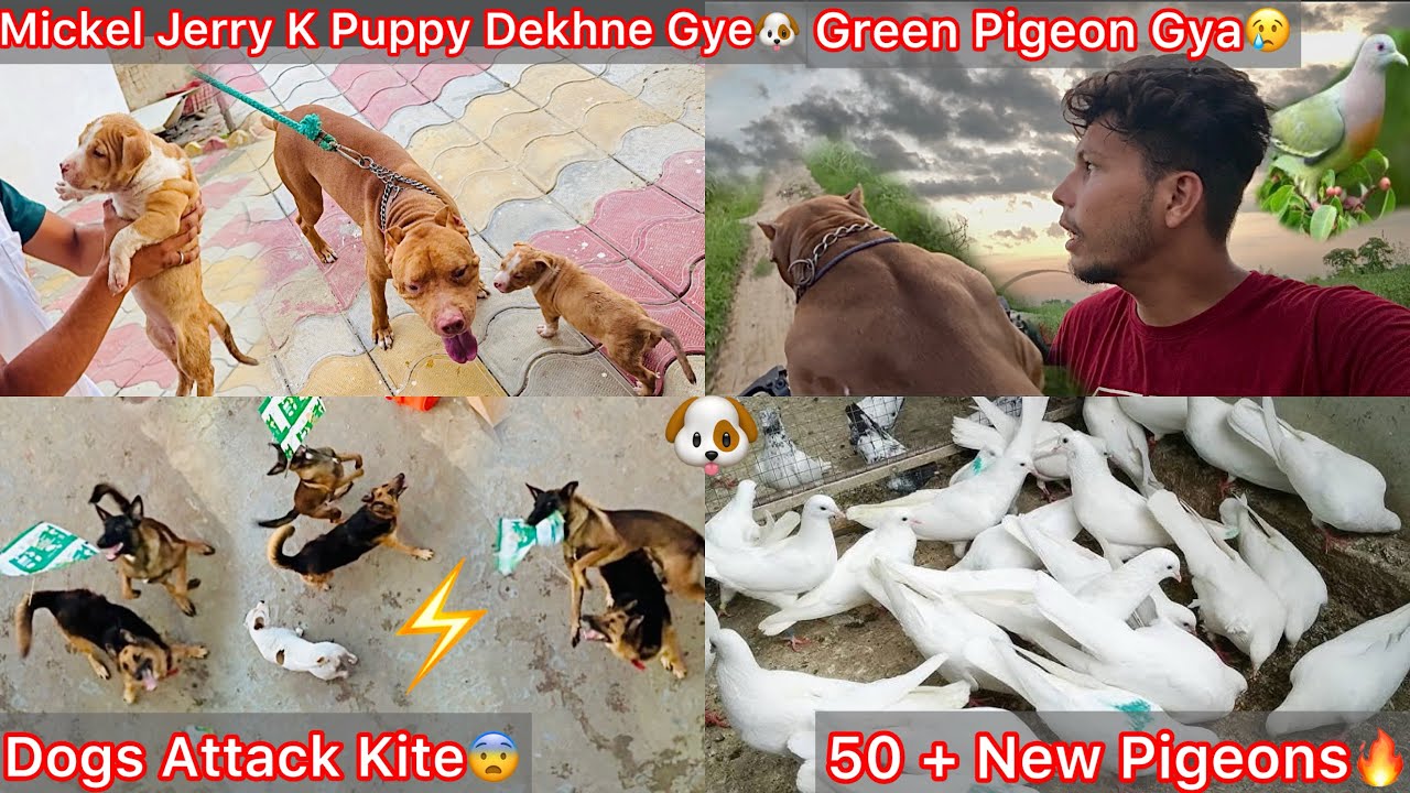 50+ New Pigeons Liya😍Pura Room Kharid Liya Pigeons Ka🕊️ Dogs N Kite🪁Faad De😨 Green Pigeon Chala Gya😢