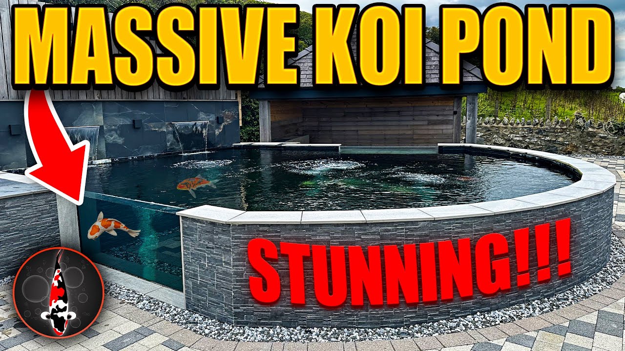 BEST KOI FISH POND IN THE UK!!