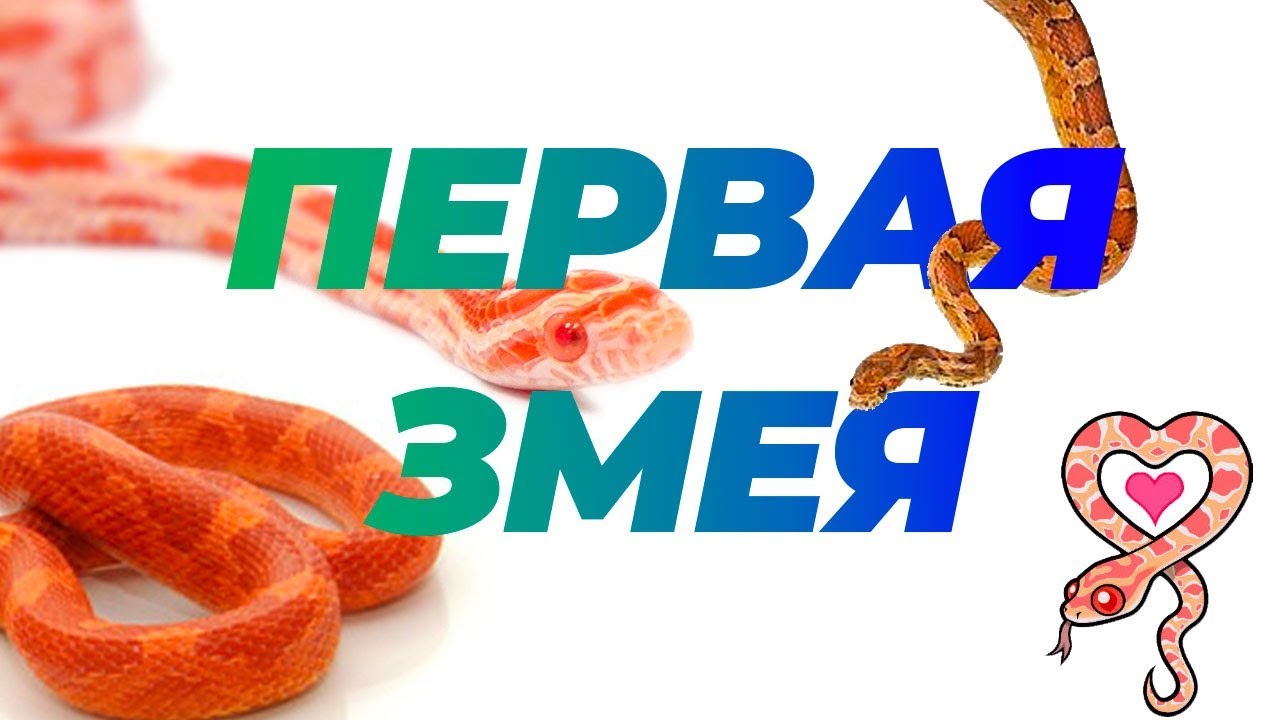 Эта змея заставит вас полюбить ее: маисовый полоз