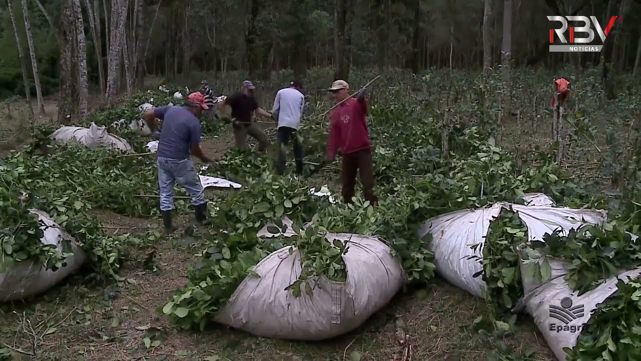 Conheça a utilização da erva-mate em reflorestamentos