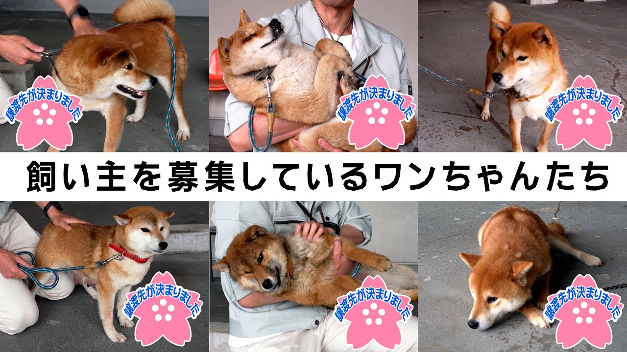 柴犬の飼い主さんを募集→【後日すべての譲渡先が決まりました】　２人のオッサンによる写真撮影の裏側もみせます・富山市保健所