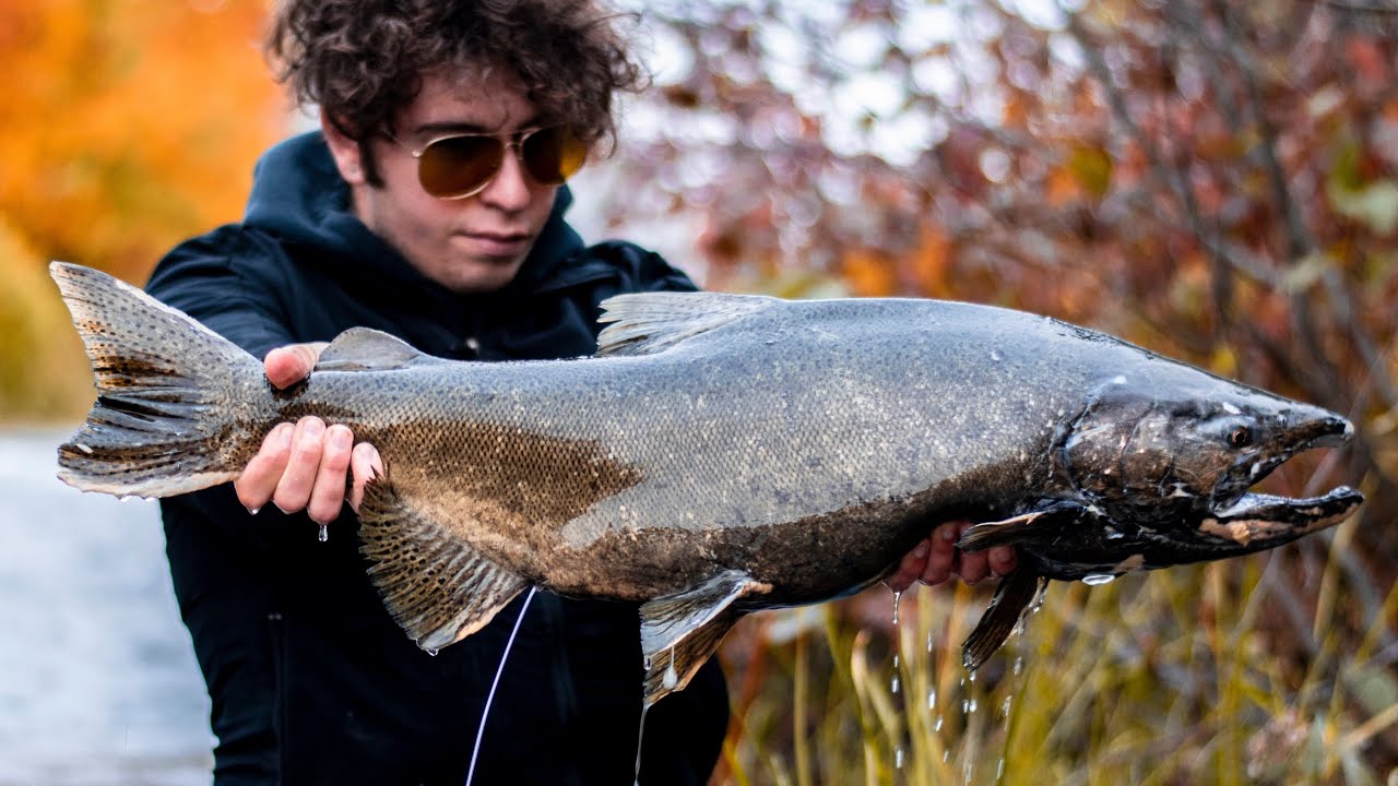 Montreal Salmon??? Rare catch!