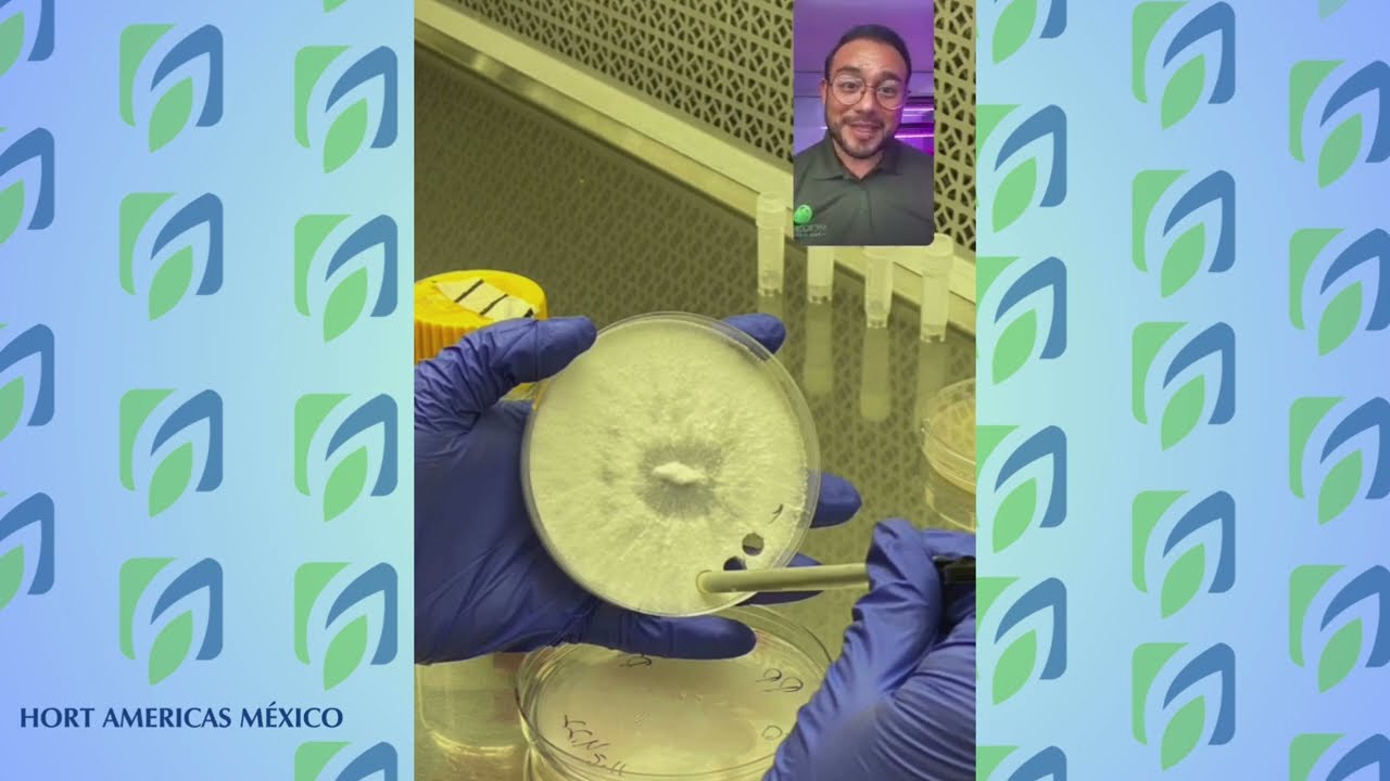 Preservación en frío para Cepas de agar… conservación cultivo de hongos