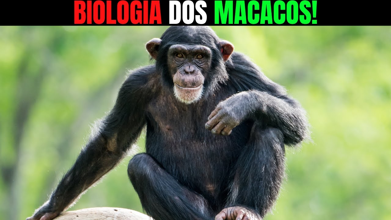 A Biologia dos Macacos: Os Primatas Mais Inteligentes da Terra!