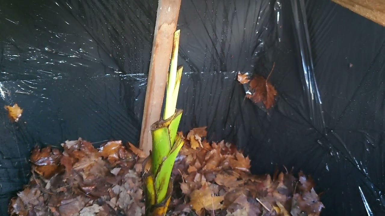 (180) Jak rosną bananowce w budkach pasywnych ze styropianu🌱🗿🍌